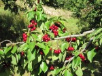 Extremadura Reife Kirschen Extremadura Reife Kirschen